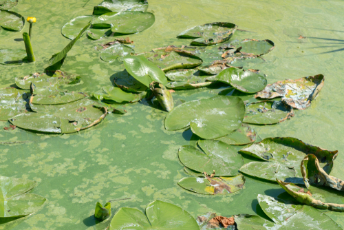 provincie-raadt-waterrecreatie-af-op-antwerpse-kanalen-vanwege-blauwalgen