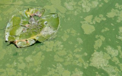 Hoe gevaarlijk is blauwalg? En vijf andere belangrijke vragen rondom de giftige cyanobacterie