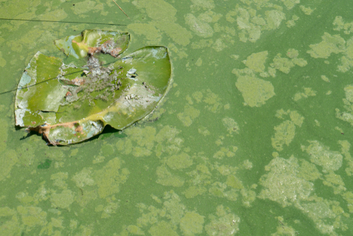 Hoe gevaarlijk is blauwalg? En vijf andere belangrijke vragen rondom de giftige cyanobacterie