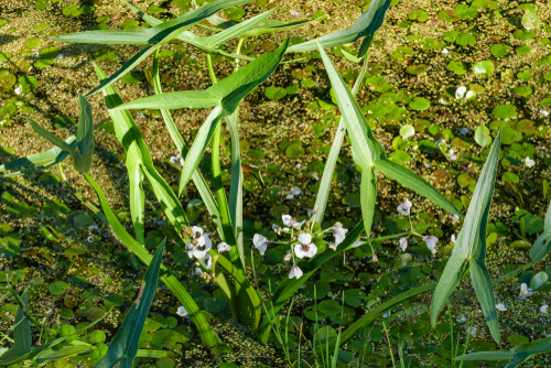 maaien-waterplanten-gooi-en-eemmeer-gaat-mogelijk-niet-door