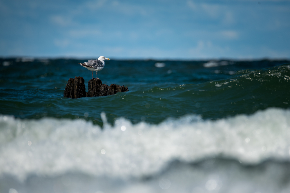 drie-van-de-vijf-verloren-zeecontainers-bij-ameland-geborgen