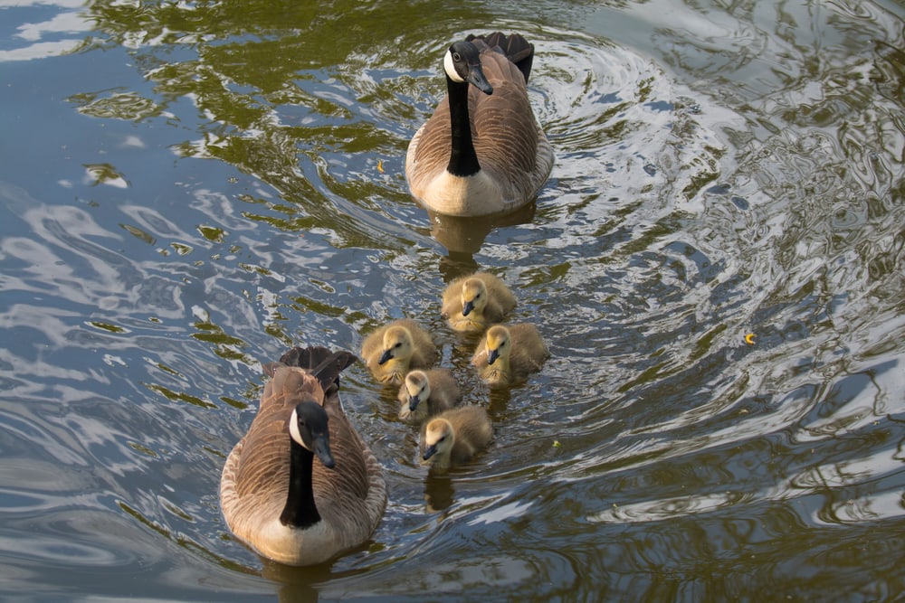 ‘vaarhufters’-varen-over-ganzenpulletjes