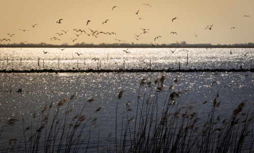 lichaam-gevonden-van-vermiste-zeiler-lauwersmeer