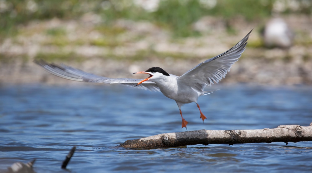 biodiversiteit-rondom-marker-wadden-minder-goed-dan-gepland