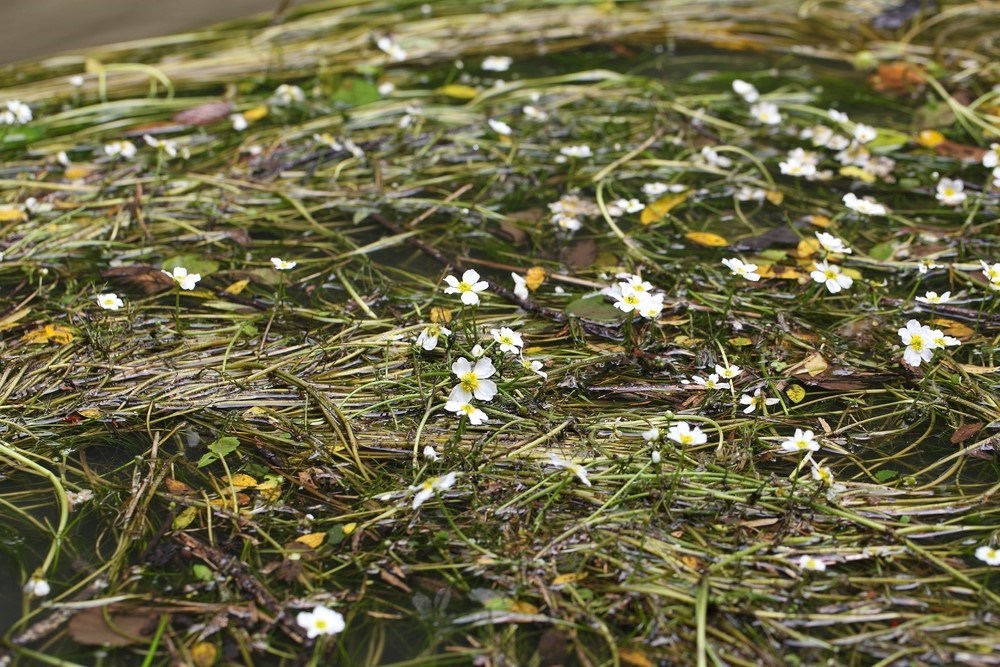 ‘harkboot’-pakt-ongewenste-planten-aan-in-weerribben-en-blokzijl