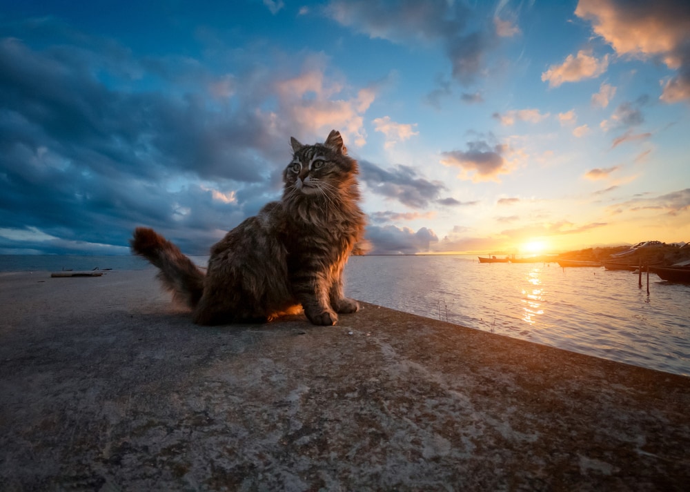 groningse-kat-reist-mee-op-schip-naar-zeeland