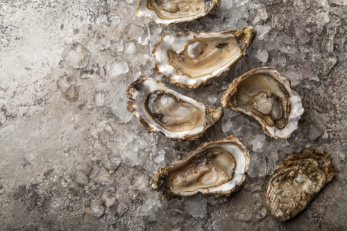 Voorstel voor nieuwe drijvende steiger voor oesterbootjes in YersekeVoorstel voor nieuwe drijvende stijger voor oesterbootjes in YersekeVoorstel voor nieuwe drijvende stijger voor oesterbootjes in Yerseke