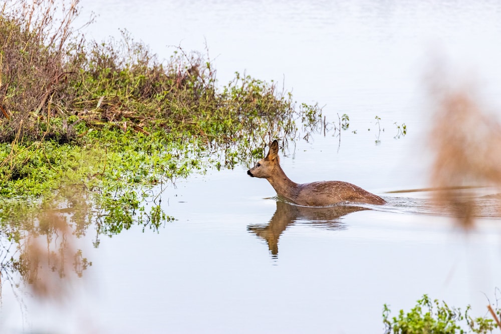 Staatsbosbeheer: ‘Blijf weg uit de Biesbosch dit weekend’