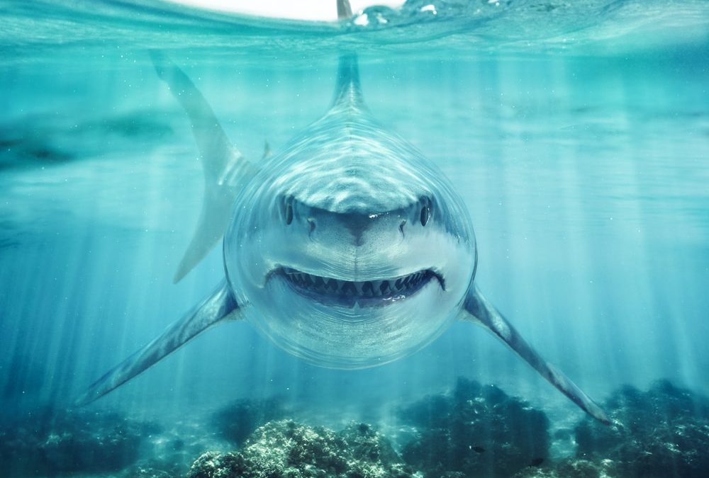 Witte haai doodt zwemmer in Sydney