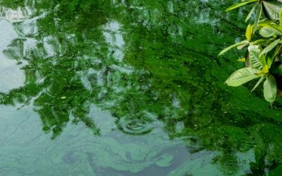 Door warmte meer blauwalg in het zwemwater