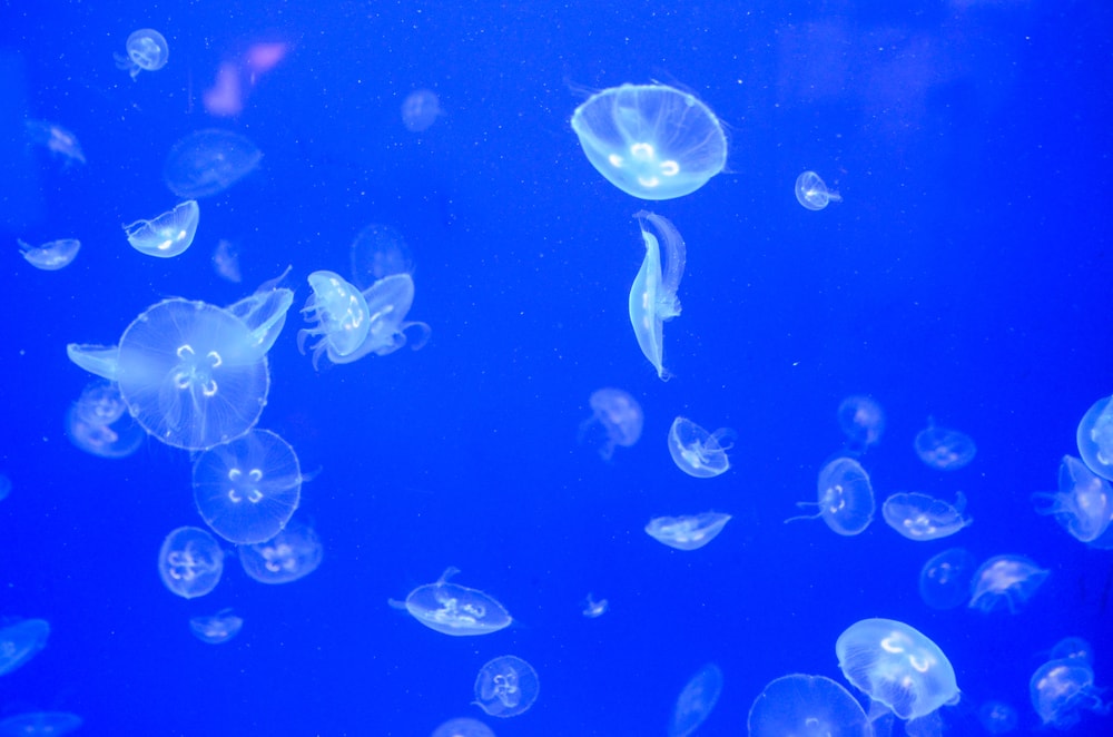 Honderden oorkwallen in het Veerse Meer