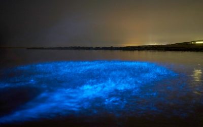 Magisch blauwe gloed (zeevonk) te zien in de Noordzee