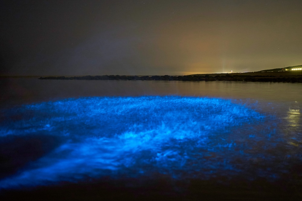Magisch blauwe gloed (zeevonk) te zien in de Noordzee