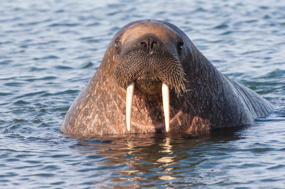 Walrus Freya laat boten zinken in Noorwegen