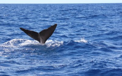 Walvis gespot in de Seine, schippers blijf uit de buurt