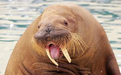 Walrus Freya gedood door Noorse autoriteiten