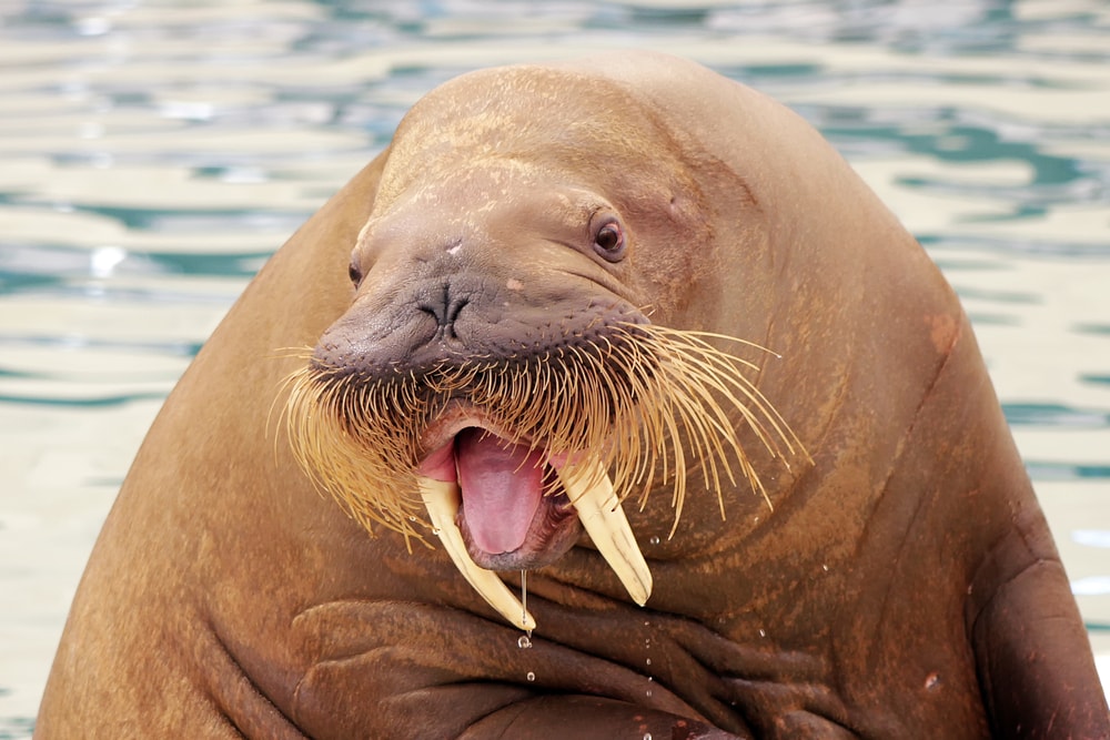 Walrus Freya gedood door Noorse autoriteiten