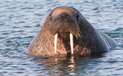 Walrus Freya zorgt weer voor onrust in Noorse badplaats