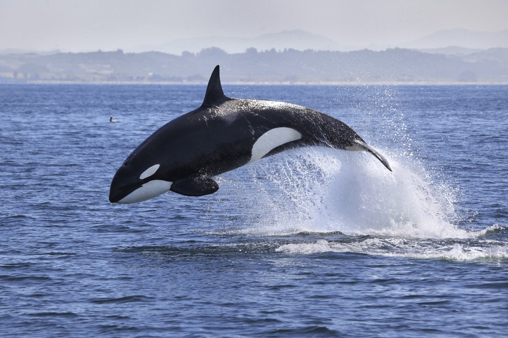 orka-die-aanspoelde-bij-cadzand-is-overleden