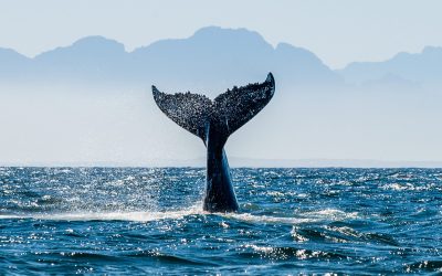 Dode vinvis aangespoeld in Zeeland
