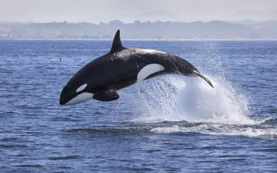 Orka die aanspoelde bij Cadzand is overleden