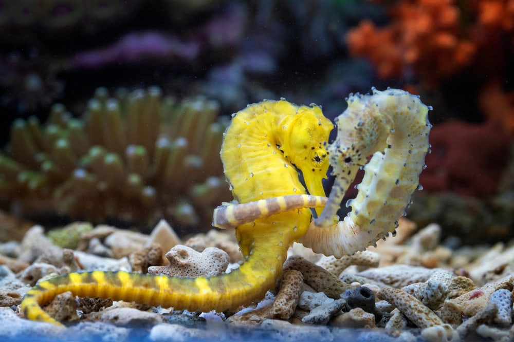 wnf-gaat-onderzoek-doen-naar-zeepaardjes-in-duits-waddengebied