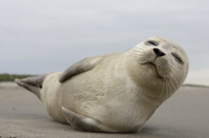 Zeehond Waddenzee