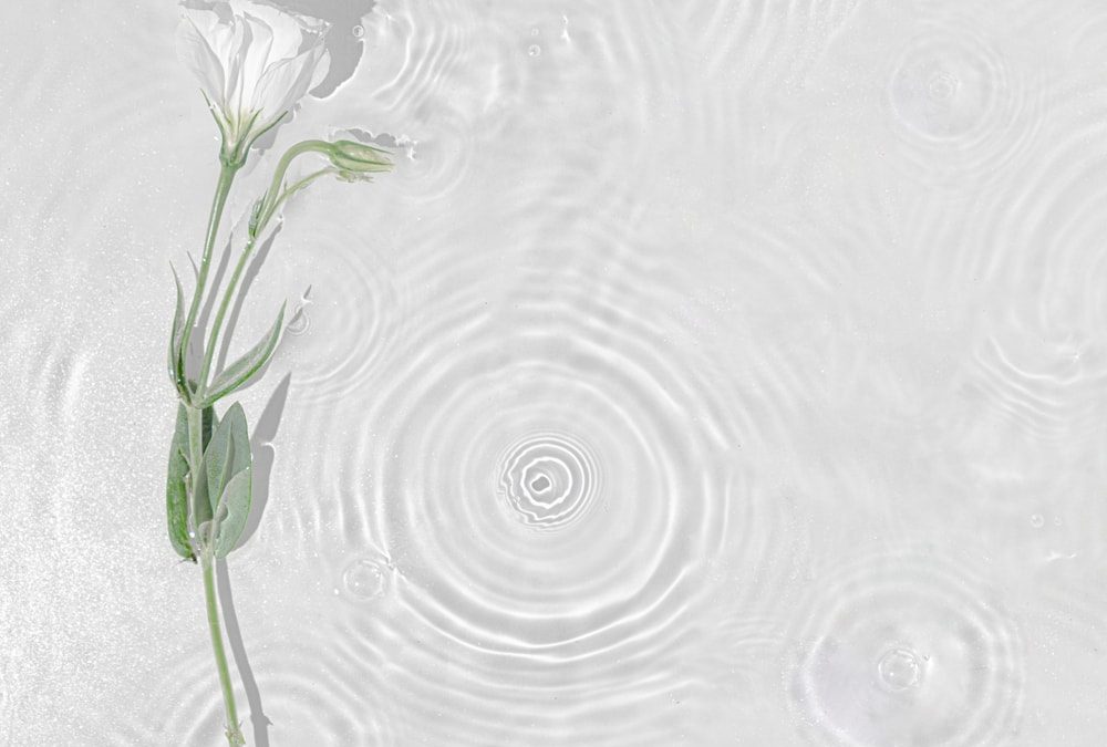 In Memoriam: Zeezeiler Henk de Velde