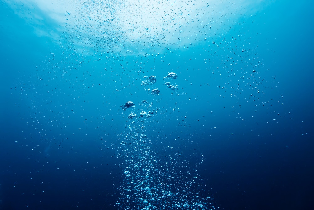 Prins William nomineert Nederlandse projecten voor ‘Milieu-Nobelprijs’