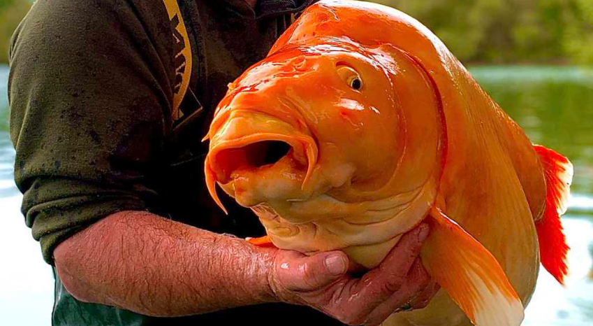 Reuzen goudvis gevangen door Britse hengelaar