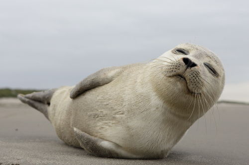 Waarom zijn er steeds minder zeehondjes in de Waddenzee?