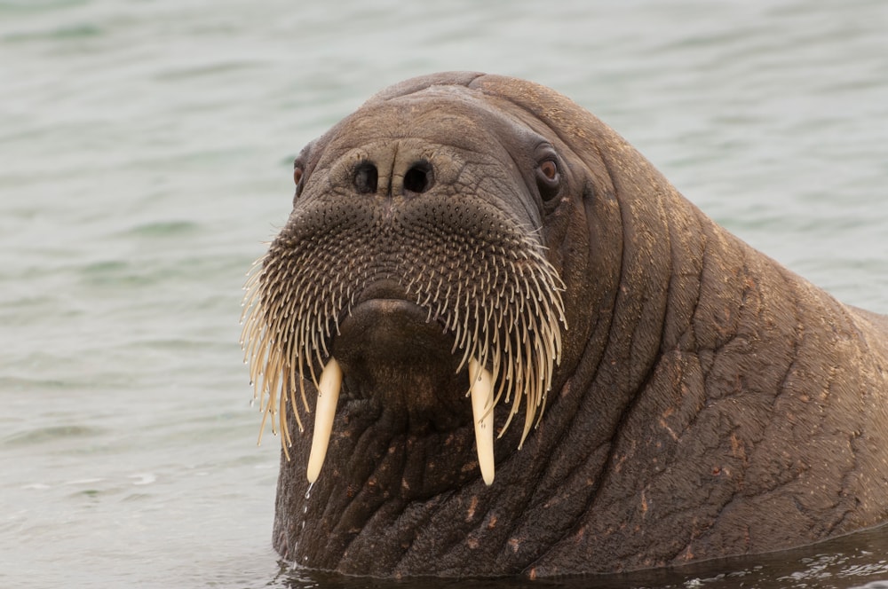 Walrus gezien in Zeeland