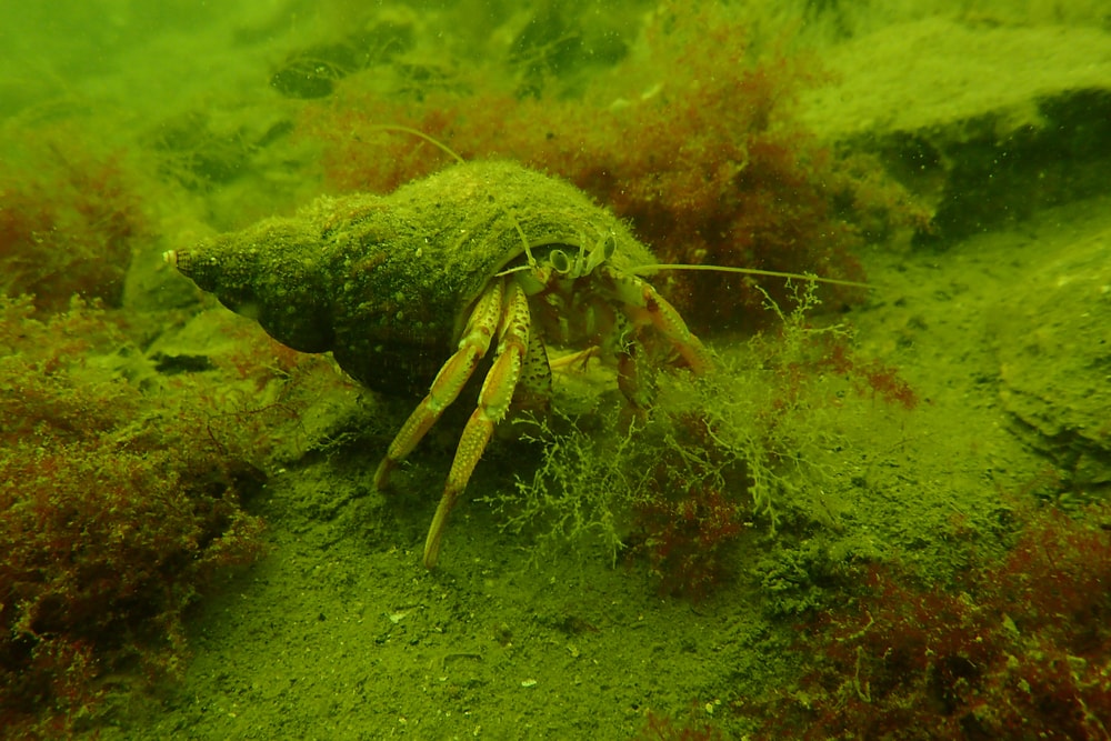 kijkje-onder-water-in-de-oosterschelde