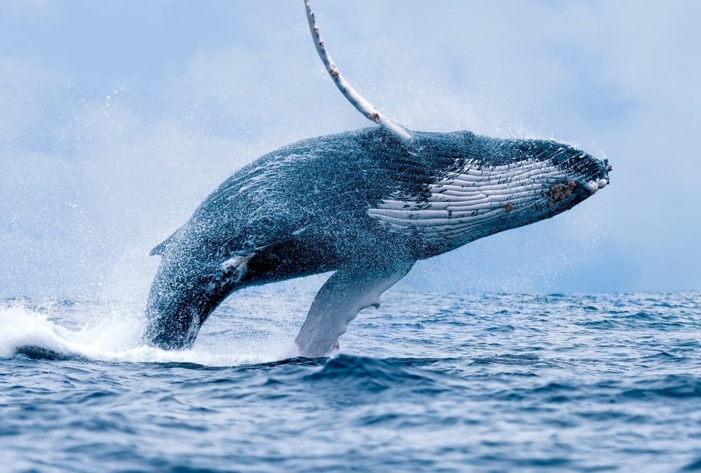 Opnieuw bultrug gespot bij de Zeeuwse kust