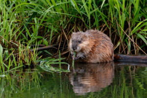 Muskusrat in het water naast rietveld