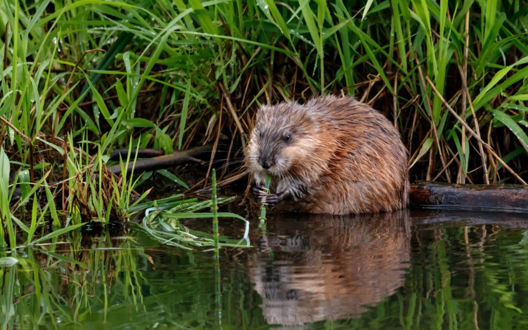 Steeds minder muskusratten in Zeeuwse wateren