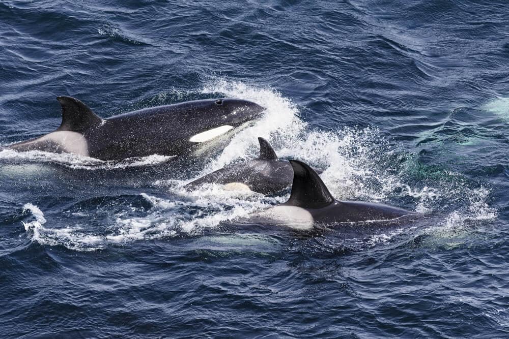 orka’s-vallen-deelnemers-zeilwedstrijd-aan