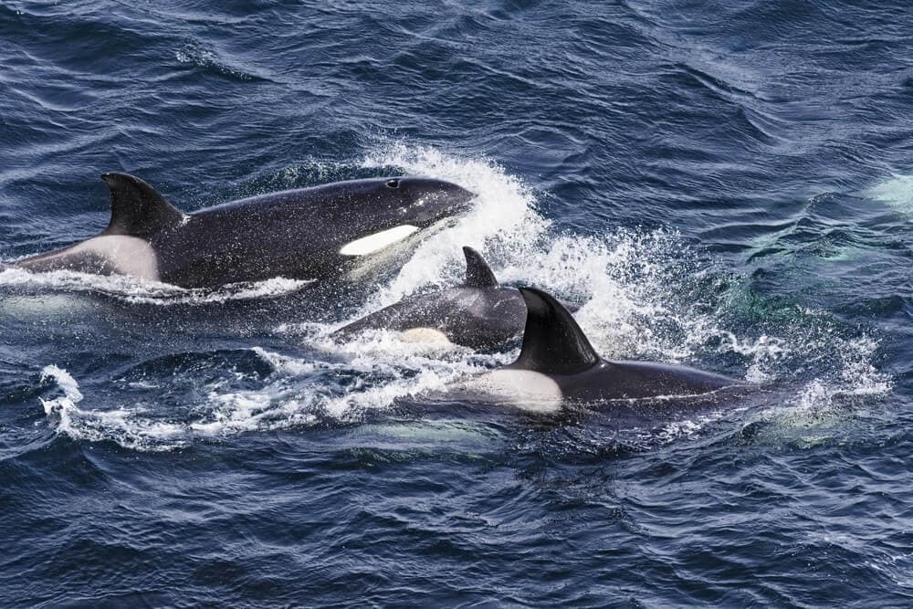 Orka’s vallen deelnemers zeilwedstrijd aan