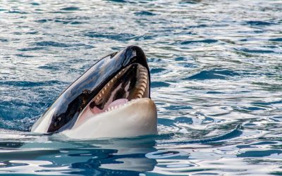Aanvallen door orka’s bij Gibraltar: niet schieten