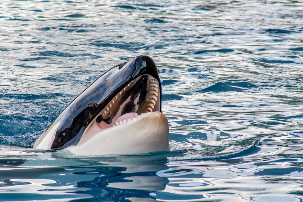 Aanvallen door orka’s bij Gibraltar: niet schieten