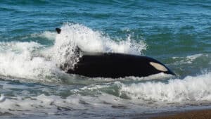 aangespoelde-orka-overleden-op-strand-belgie
