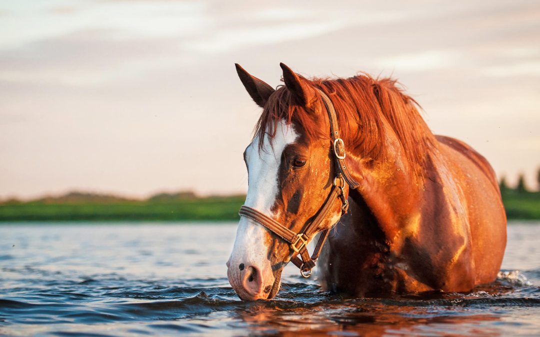 Bemanning Espero redt paard uit de Maas