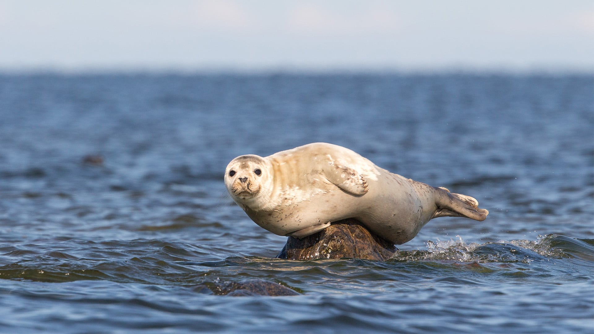 zeehond-gespot-in-het-markermeer