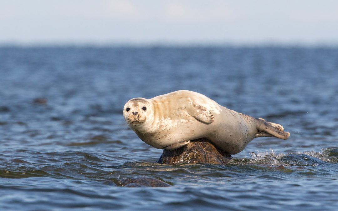 Zeehond gespot in het Markermeer