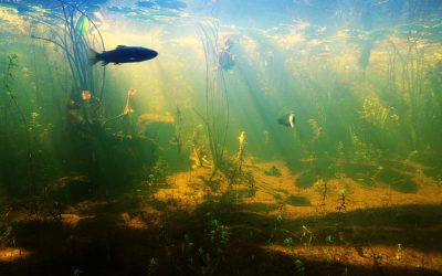 Erotisch centrum aan IJsselmeer (voor vissen, hè)