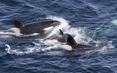 Orka’s bij Straat van Gibraltar vallen inmiddels ook vissersboten aan