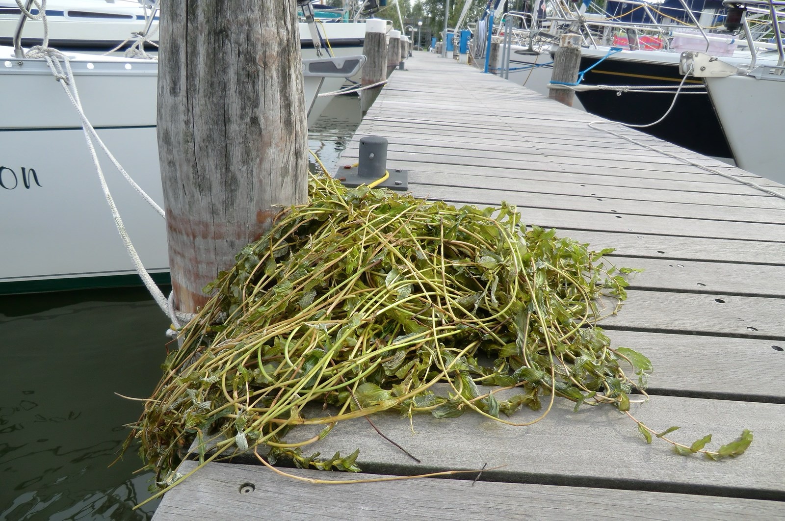 waterplanten-toenemende-belemmering-voor-watersportsector