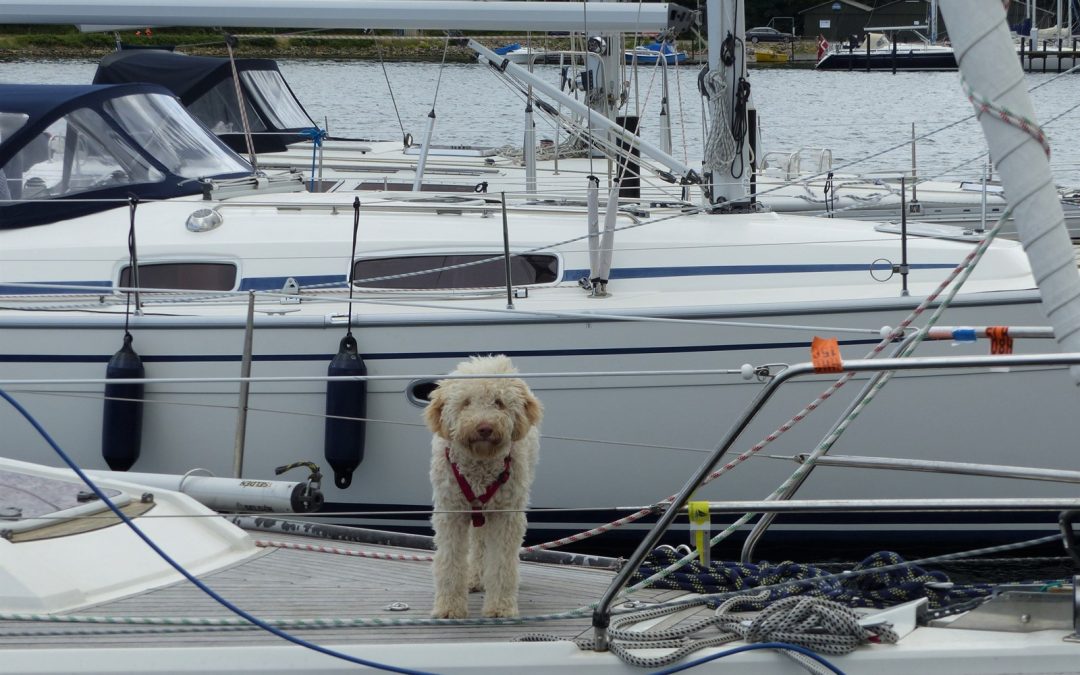 De beste maatjes op het water