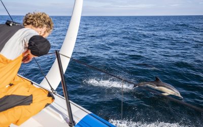 Onderzoek naar aanvaringen zeiljachten en zeedieren