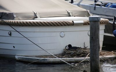 Voorkomen beter dan bruut verjagen
